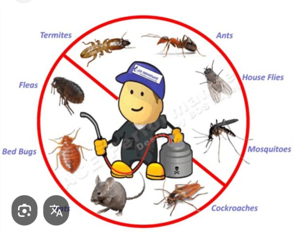 Pest Control services - Image 2